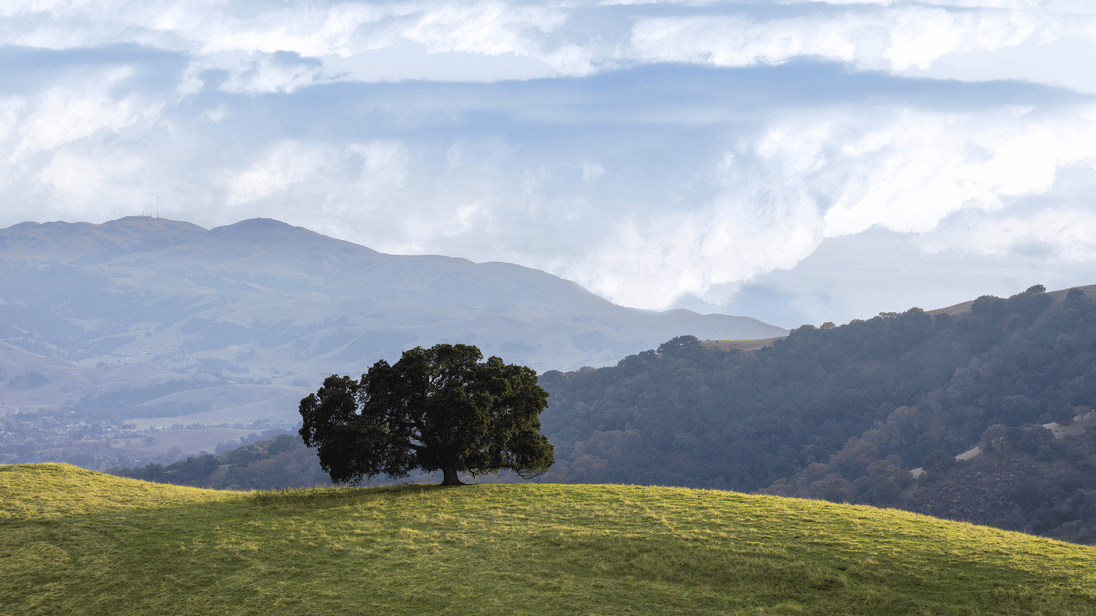 Pleasanton landscape