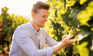 Someone harvesting grapes.