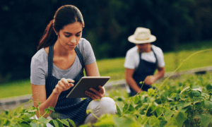 A person looking at their iPad or tablet in an agricultural environment.
