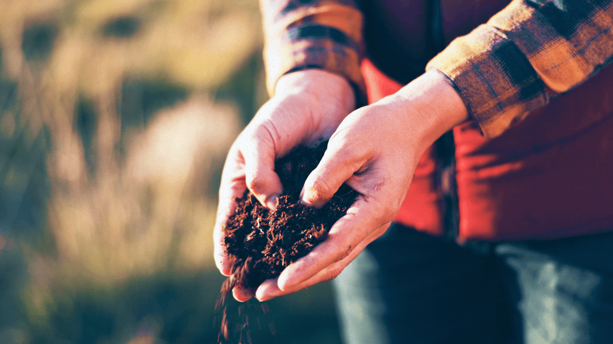 Someone holding soil.